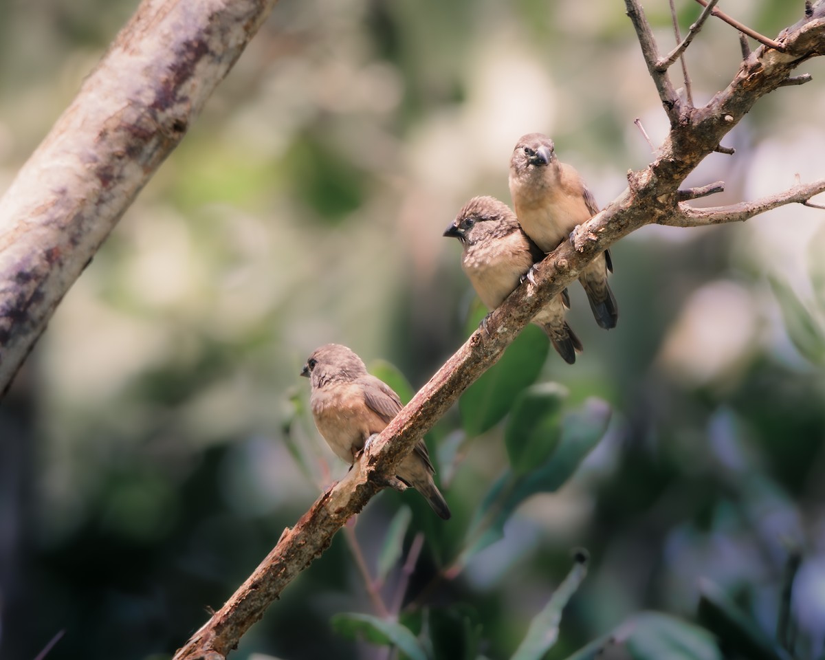 Bronze Mannikin - ML638963182