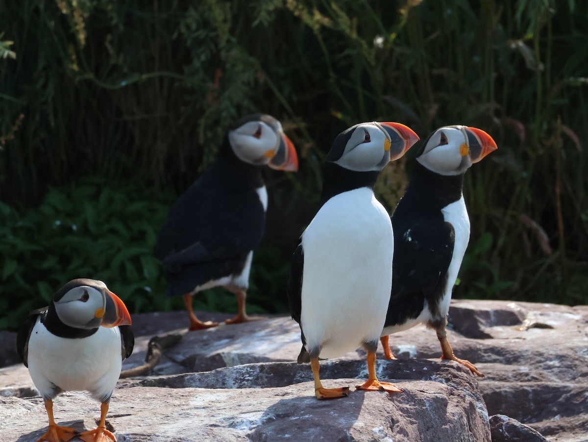 Atlantic Puffin - ML638963183