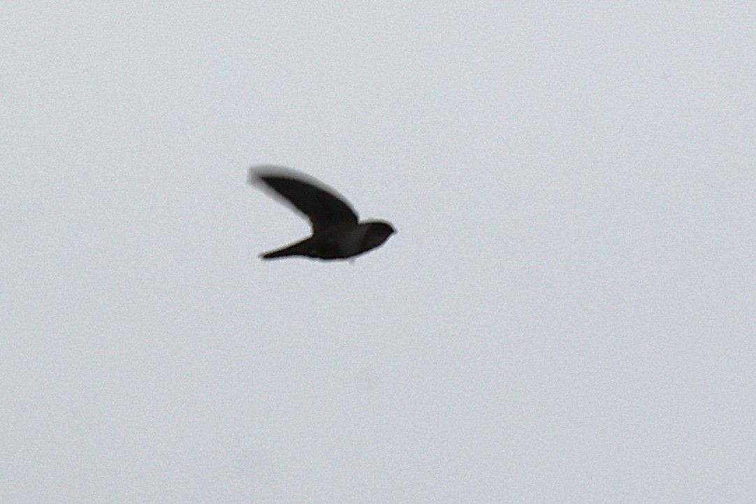 Papuan Spinetail - ML638963187