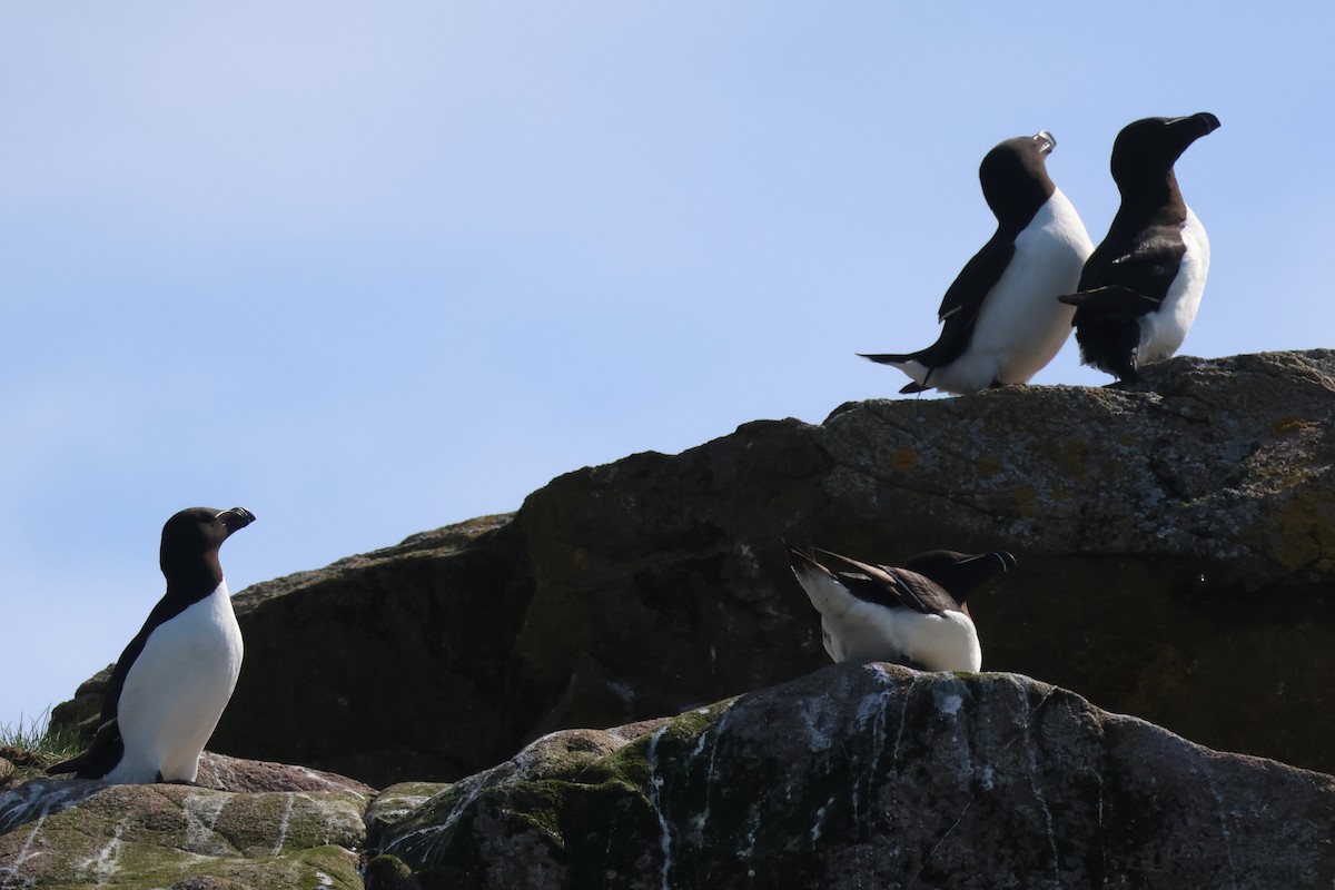 Razorbill - ML638963190