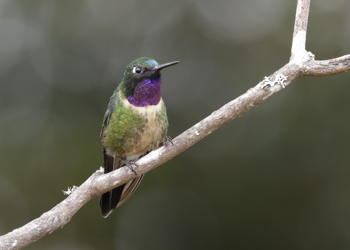 Amethyst-throated Sunangel - ML638963193