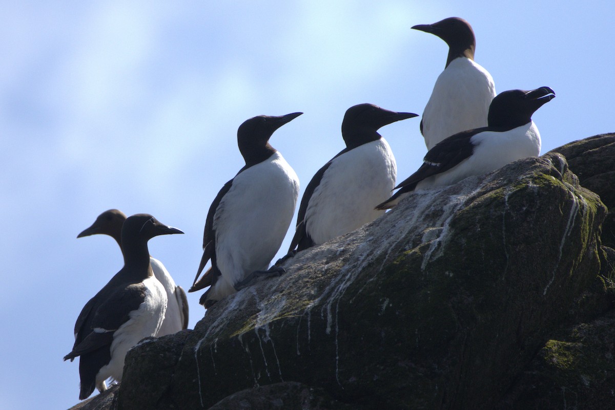 Common Murre - ML638963195