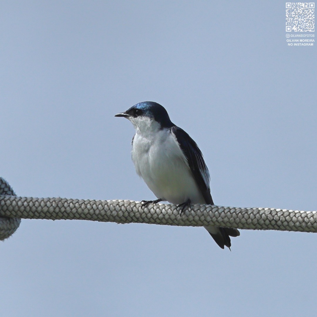 vlaštovka bělobřichá - ML638963197