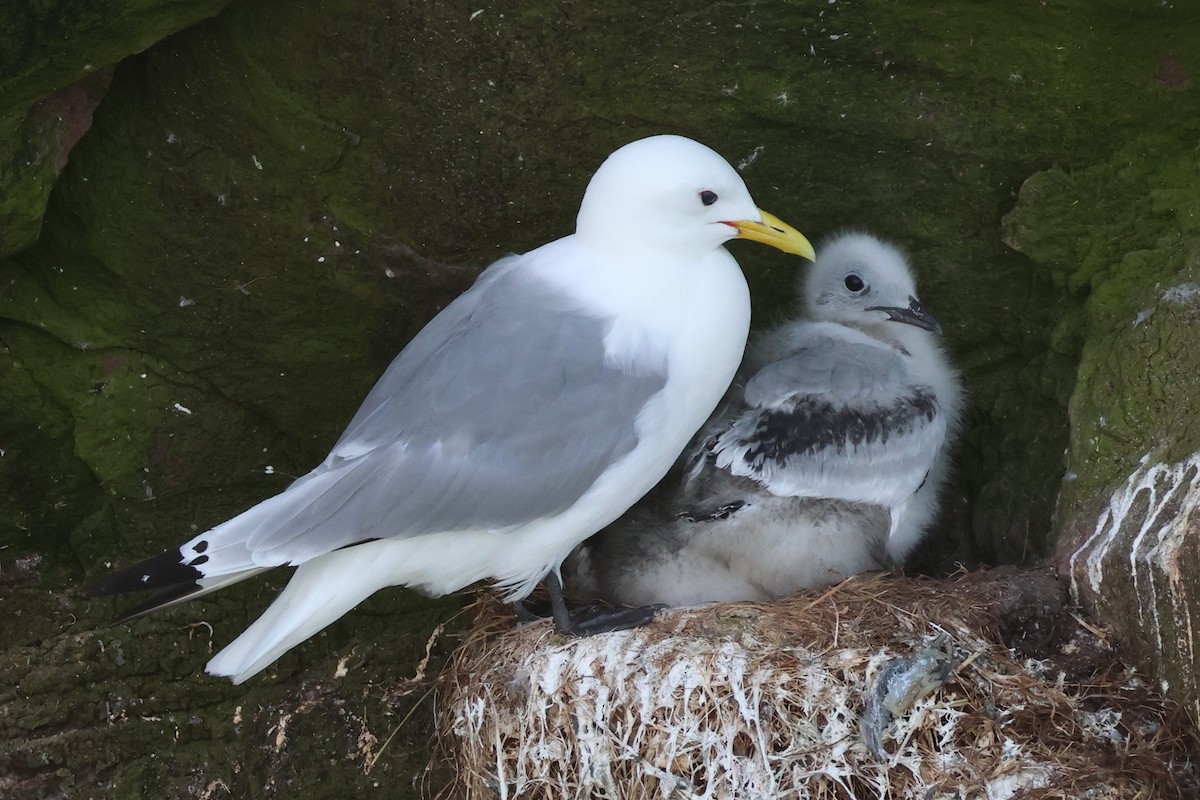 Gaviota Tridáctila - ML638963207