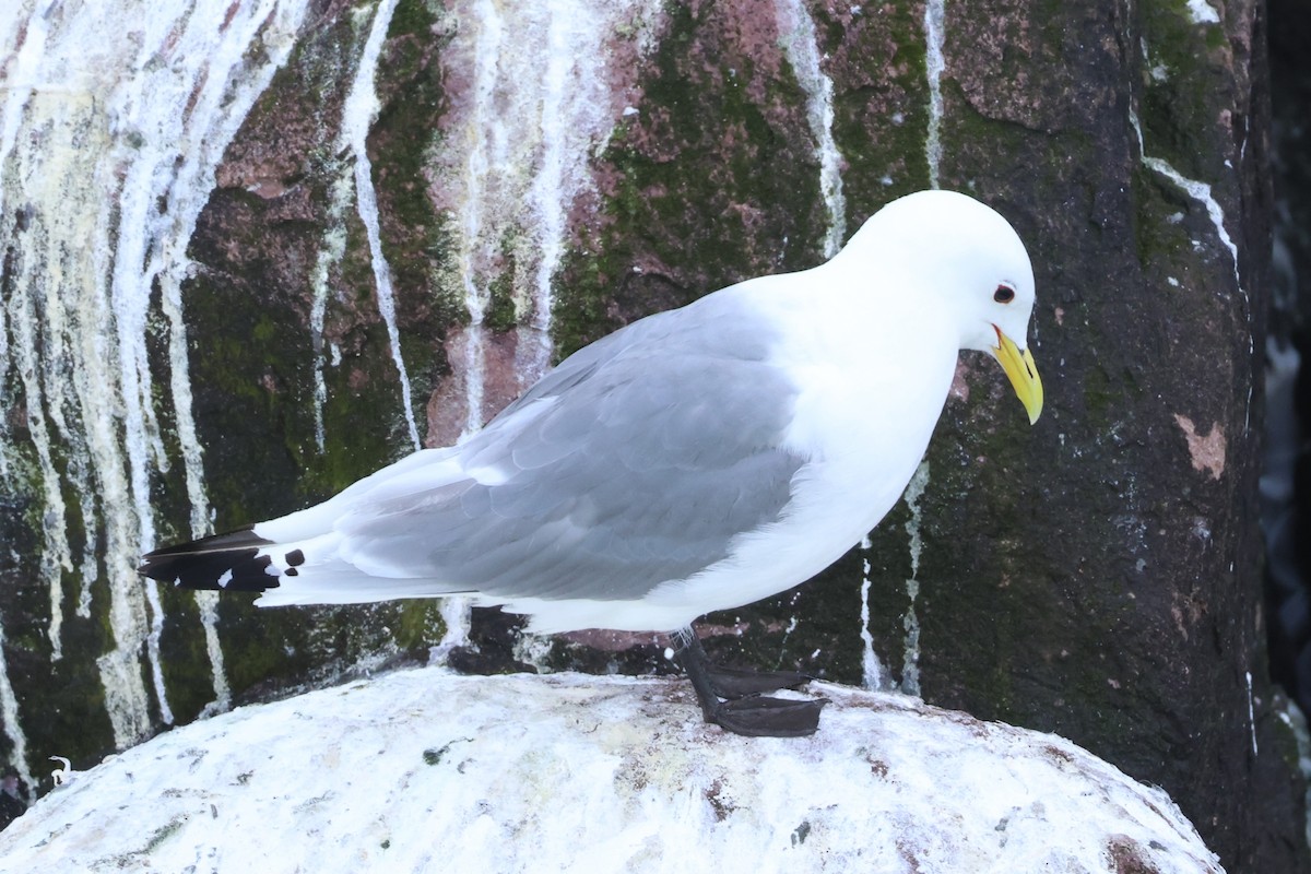 Gaviota Tridáctila - ML638963208