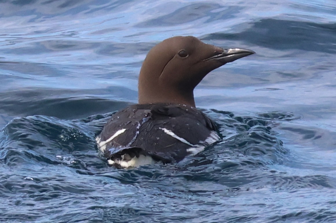 Common Murre - ML638963217