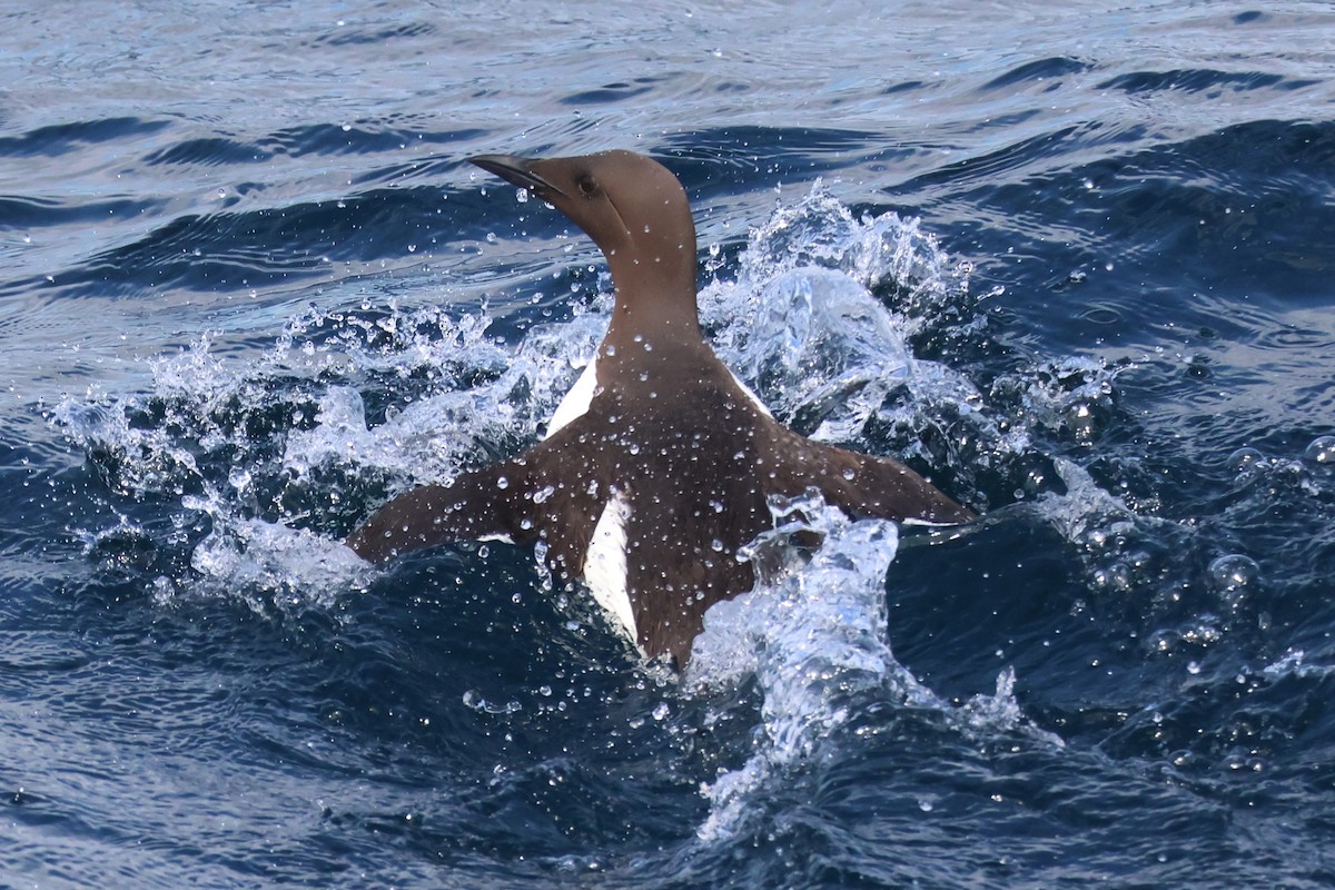 Common Murre - ML638963219
