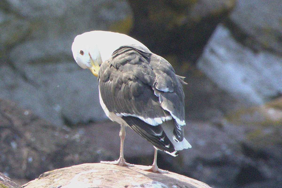Great Black-backed Gull - ML638963224