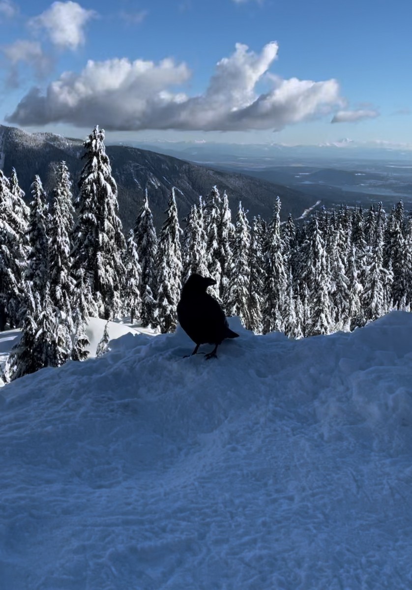 Common Raven - ML638963239