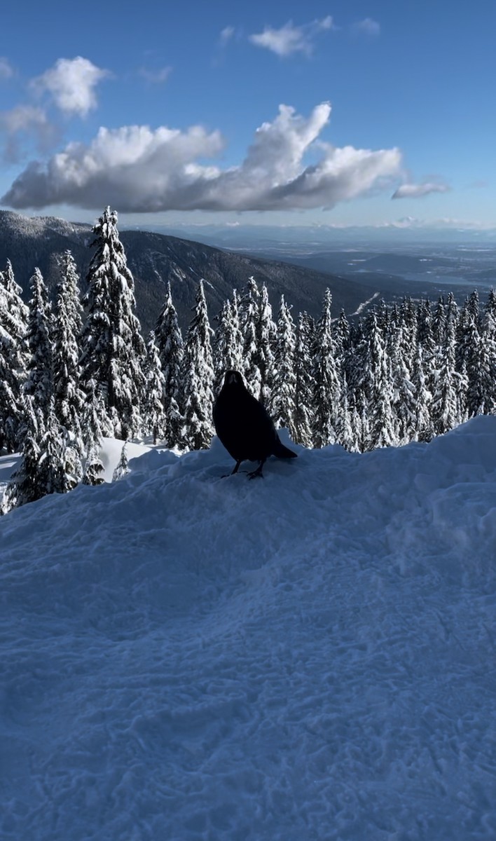 Common Raven - ML638963240