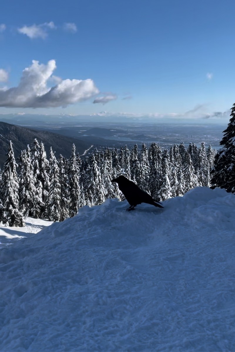 Common Raven - ML638963241