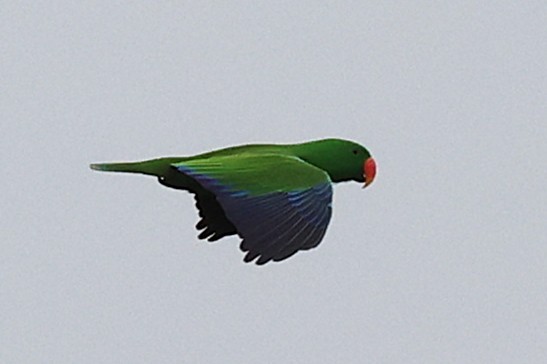 Papuan Eclectus - ML638963243