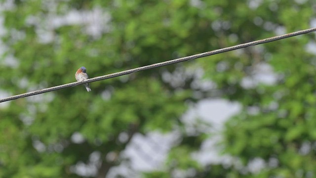 Eastern Bluebird - ML638963251