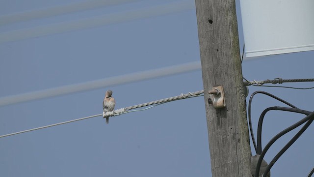 Eastern Bluebird - ML638963253