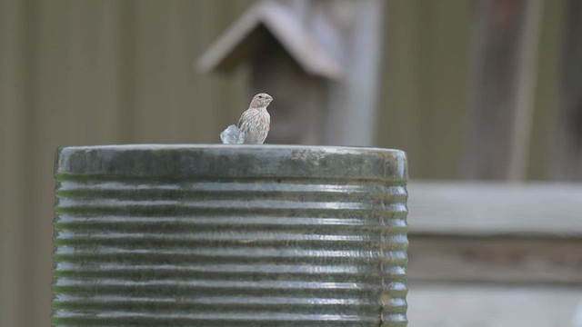 House Finch - ML638963254