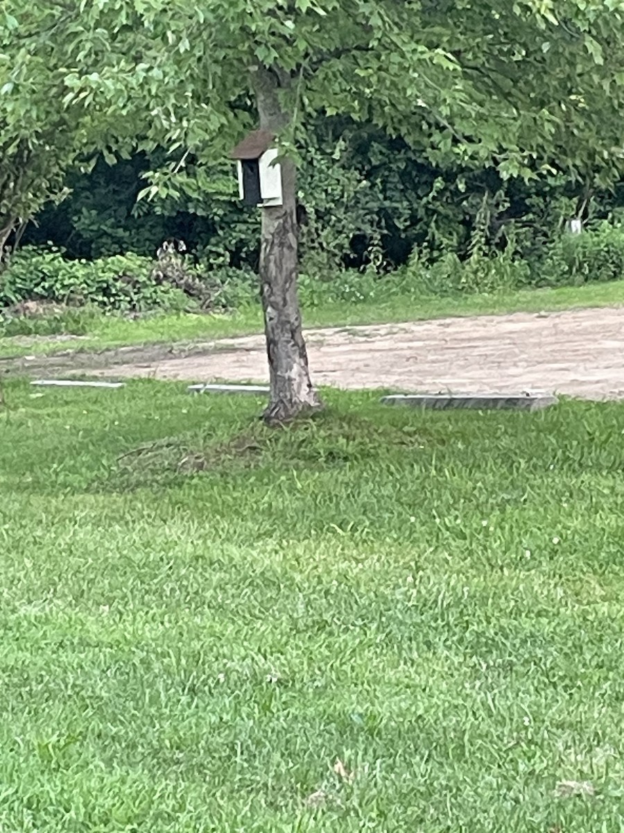 Eastern Bluebird - ML638963256