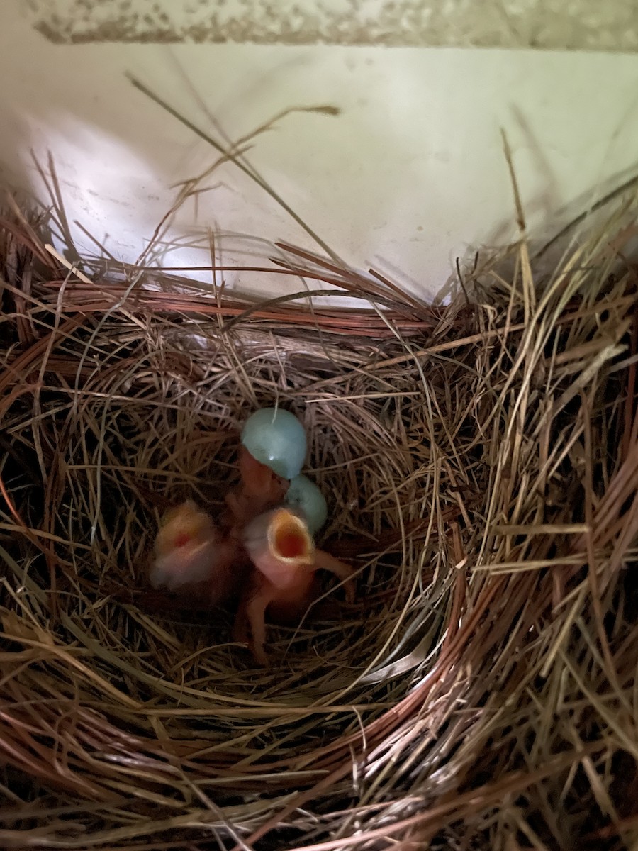Eastern Bluebird - ML638963257