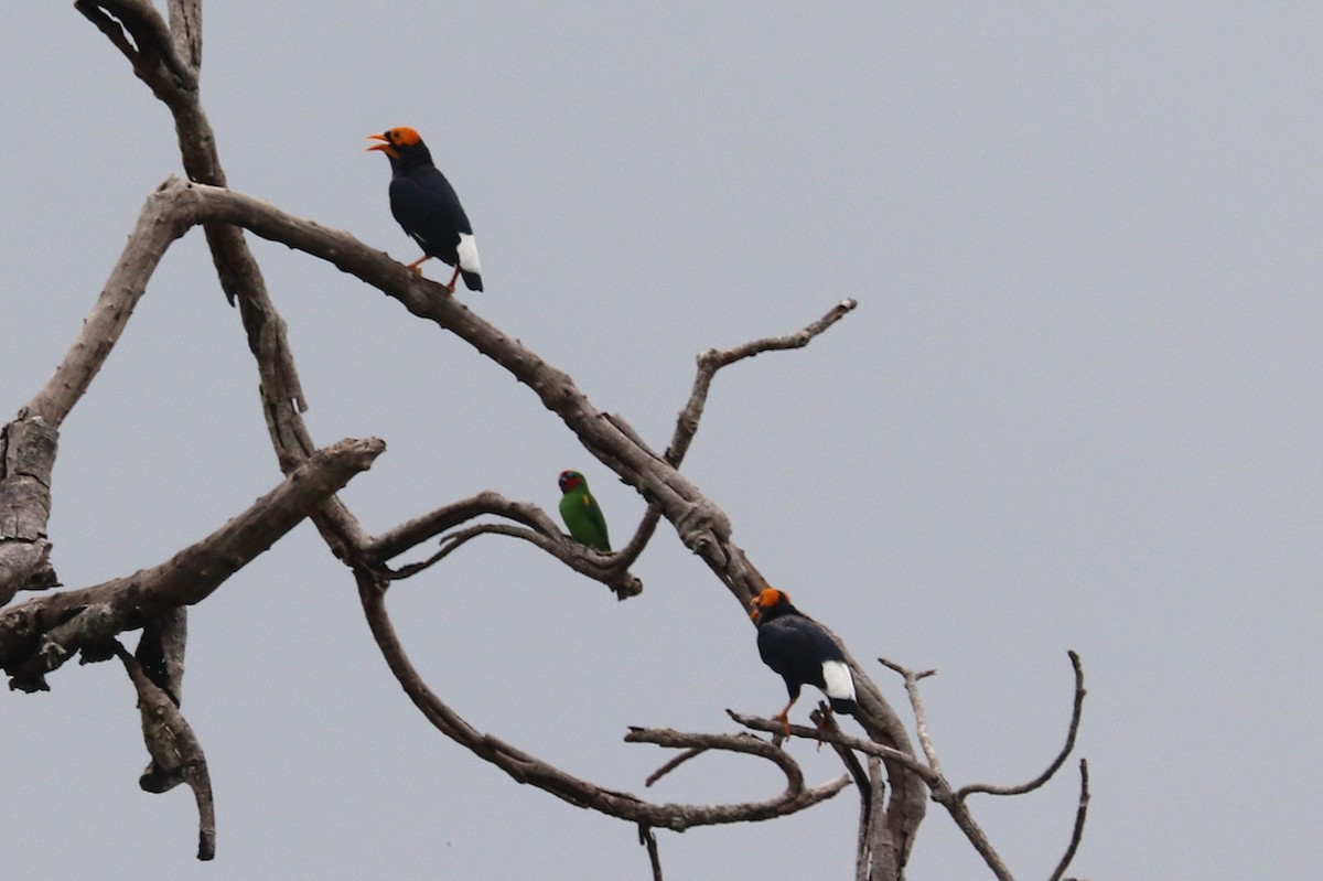 Yellow-faced Myna - ML638963275