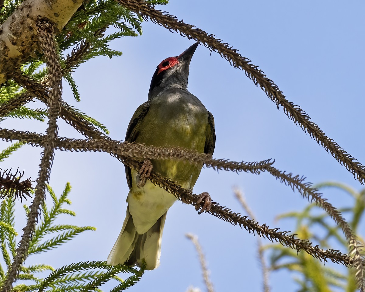 Australasian Figbird - ML638963287