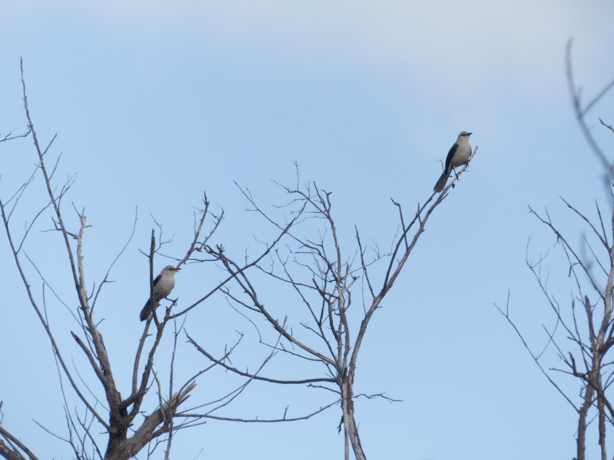 Tropical Mockingbird - ML638963314