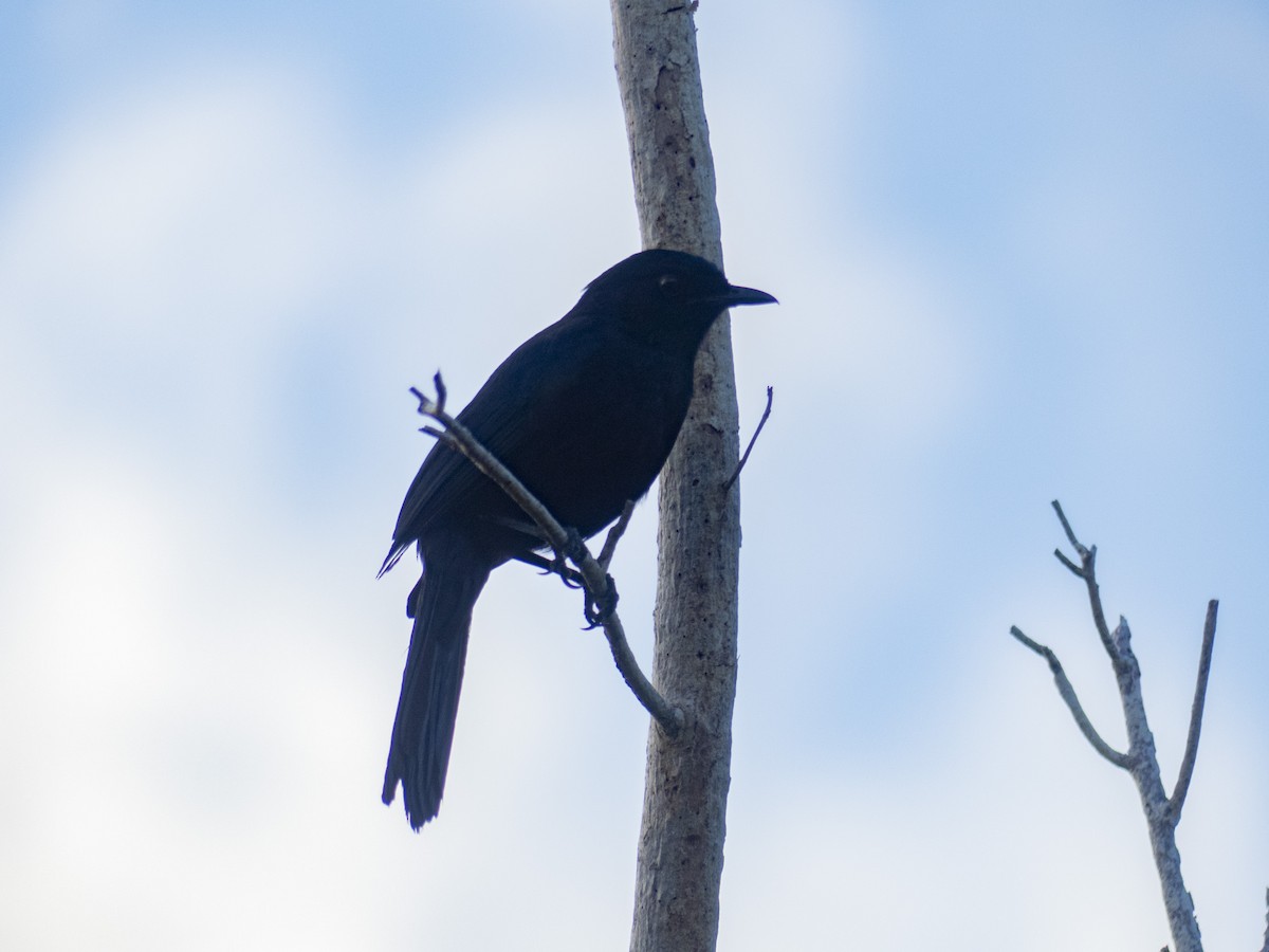 Black Catbird - ML638963359
