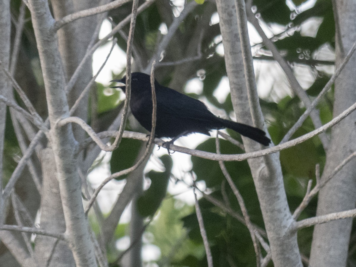 Black Catbird - ML638963360