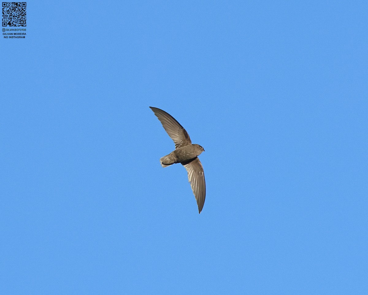 Sick's Swift - ML638963397