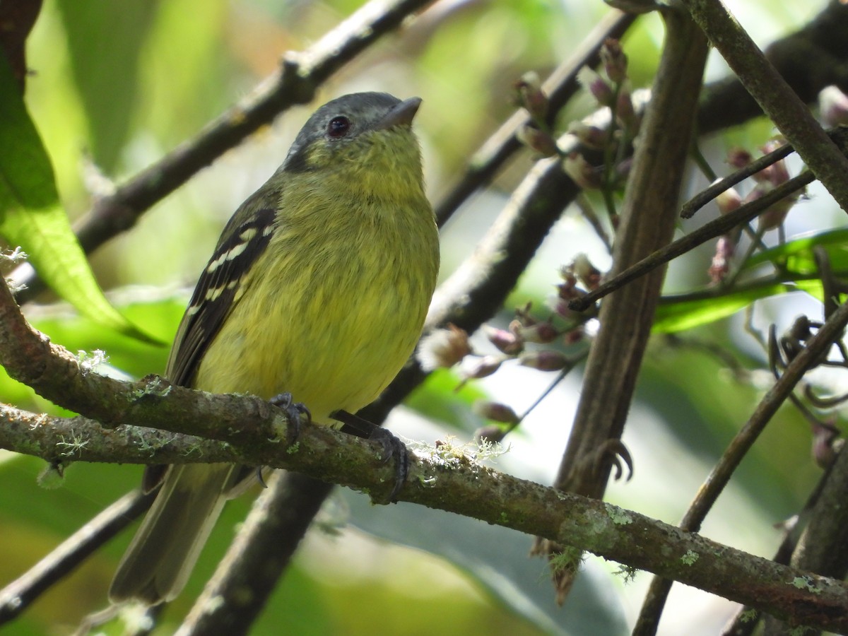 Ashy-headed Tyrannulet - ML638963443