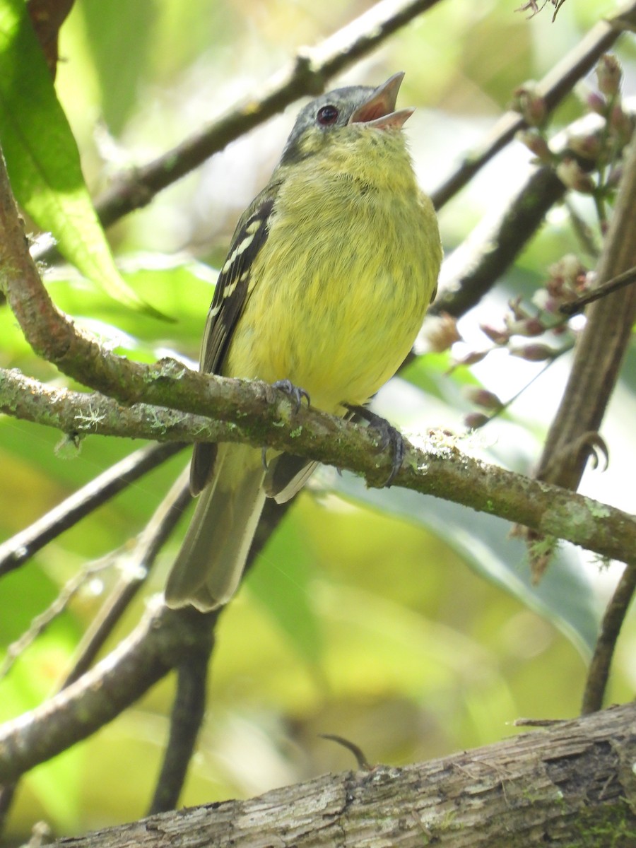 Ashy-headed Tyrannulet - ML638963444