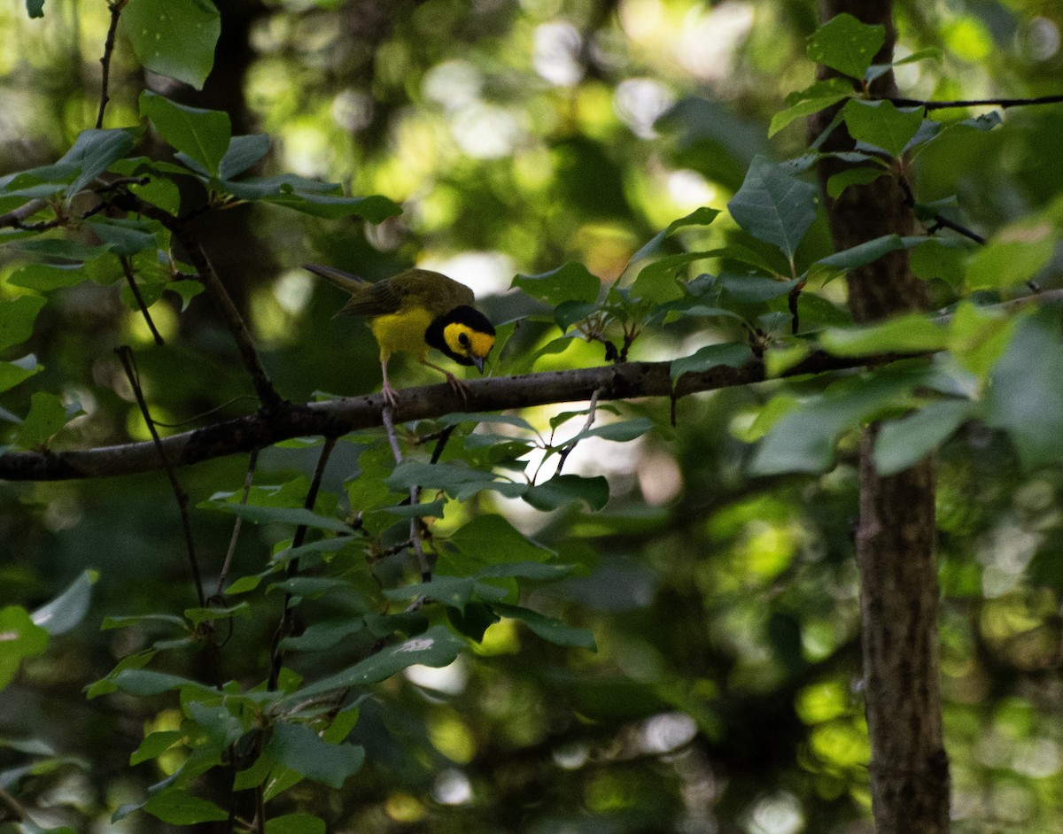 Hooded Warbler - ML638963445