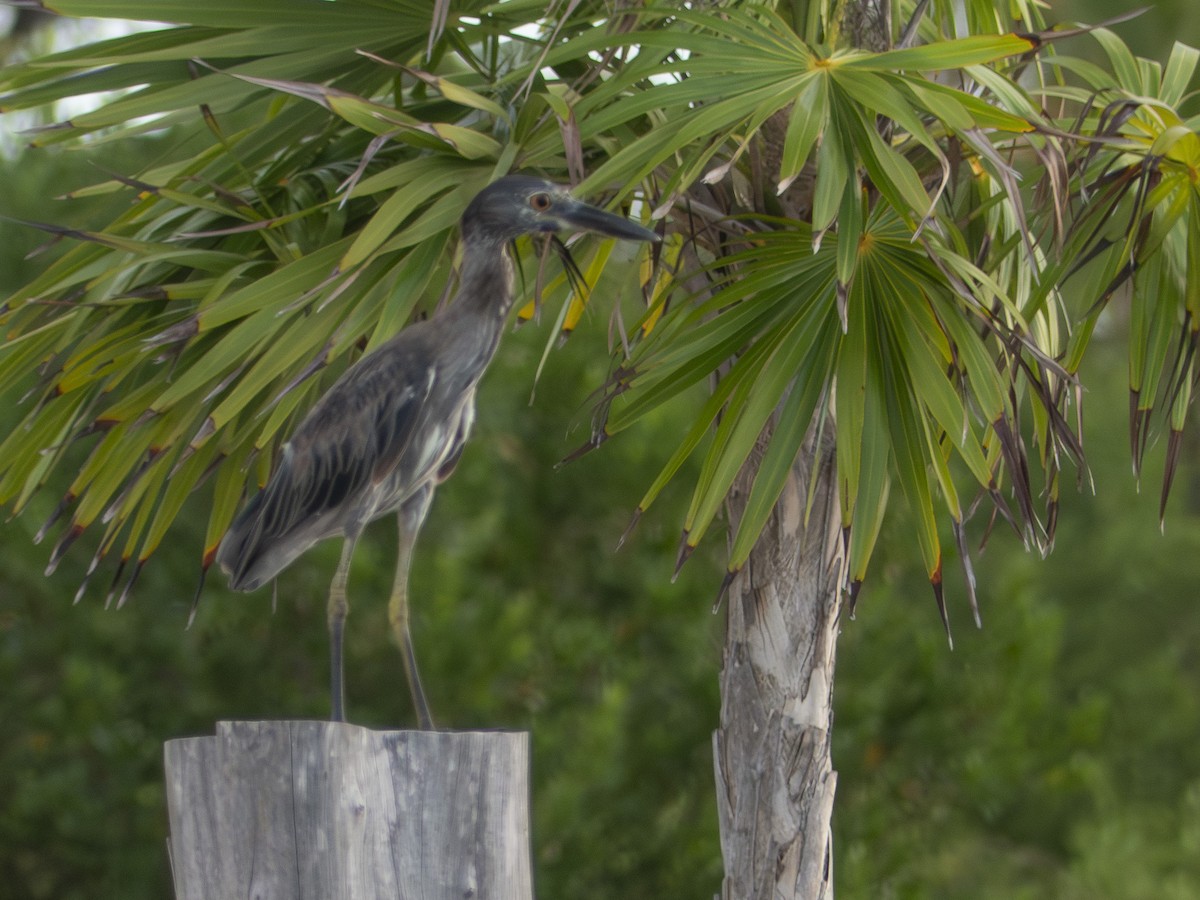 Yellow-crowned Night Heron - ML638963457