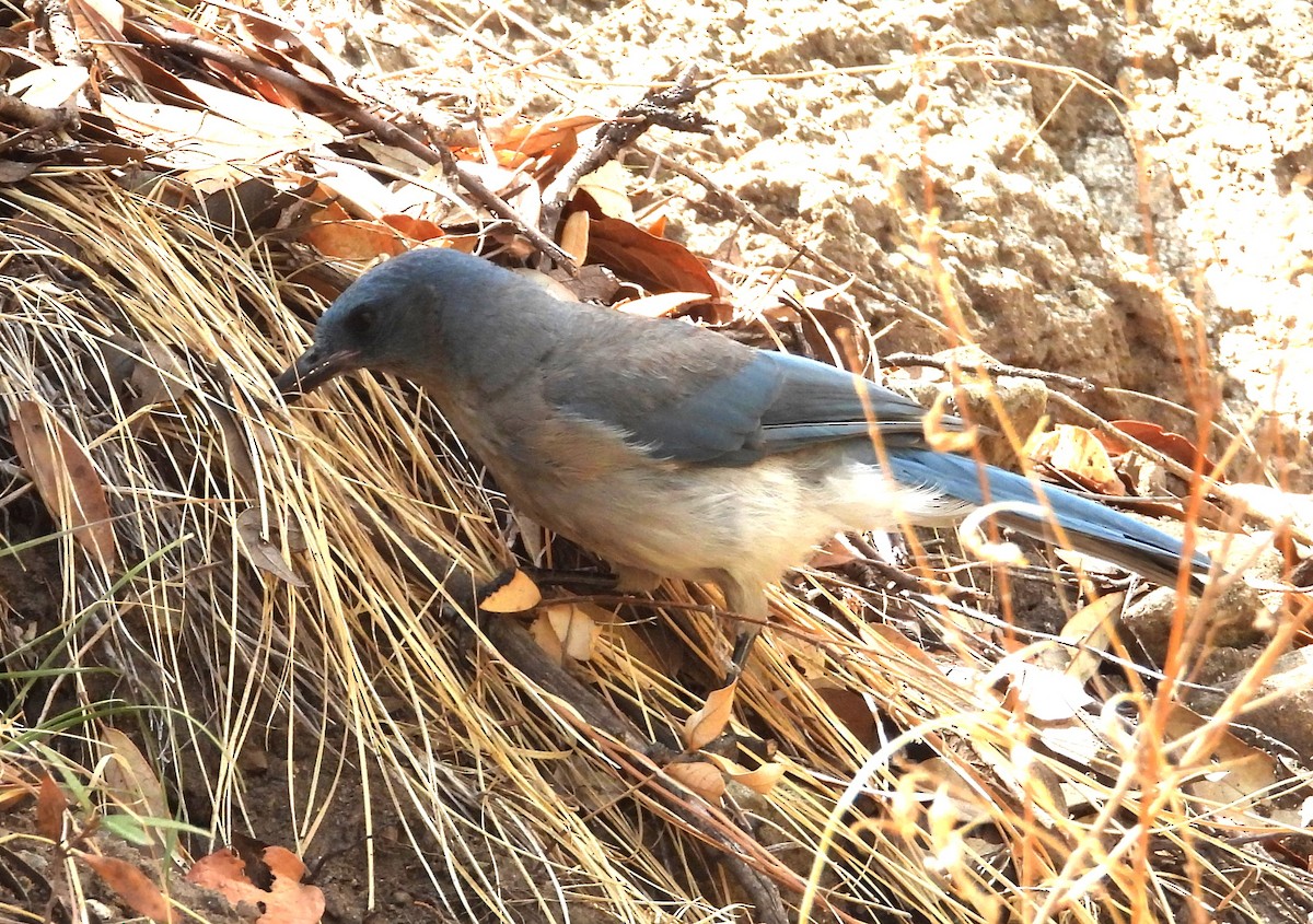 Mexican Jay (Arizona) - ML638963460