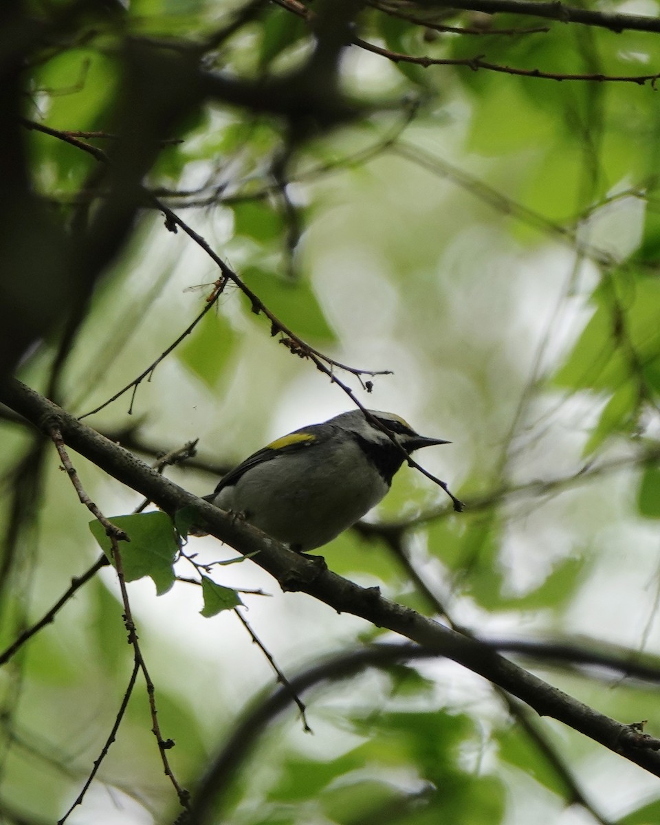Golden-winged Warbler - ML638963473