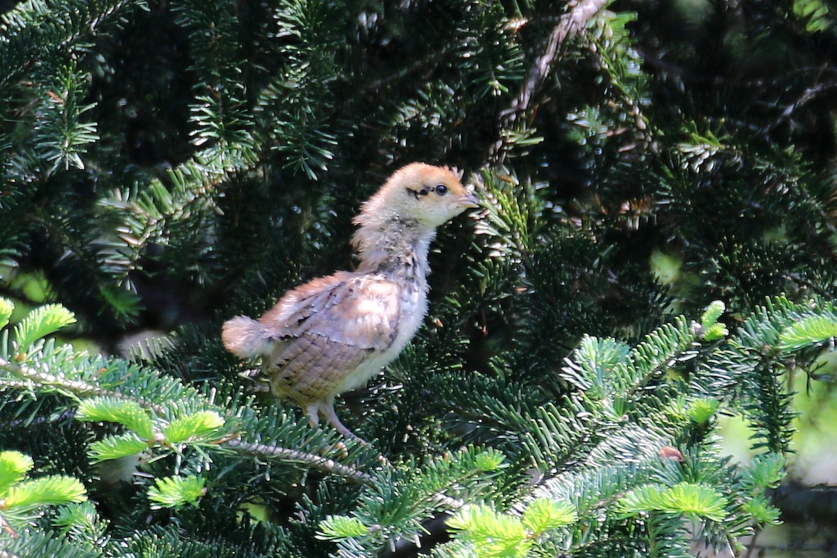 Ruffed Grouse - ML638963475