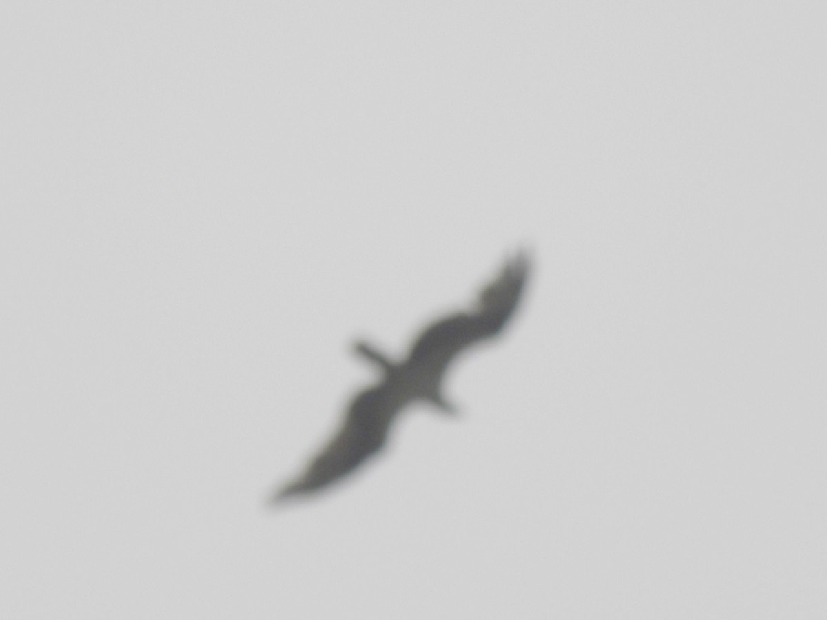 Osprey - ML638963478