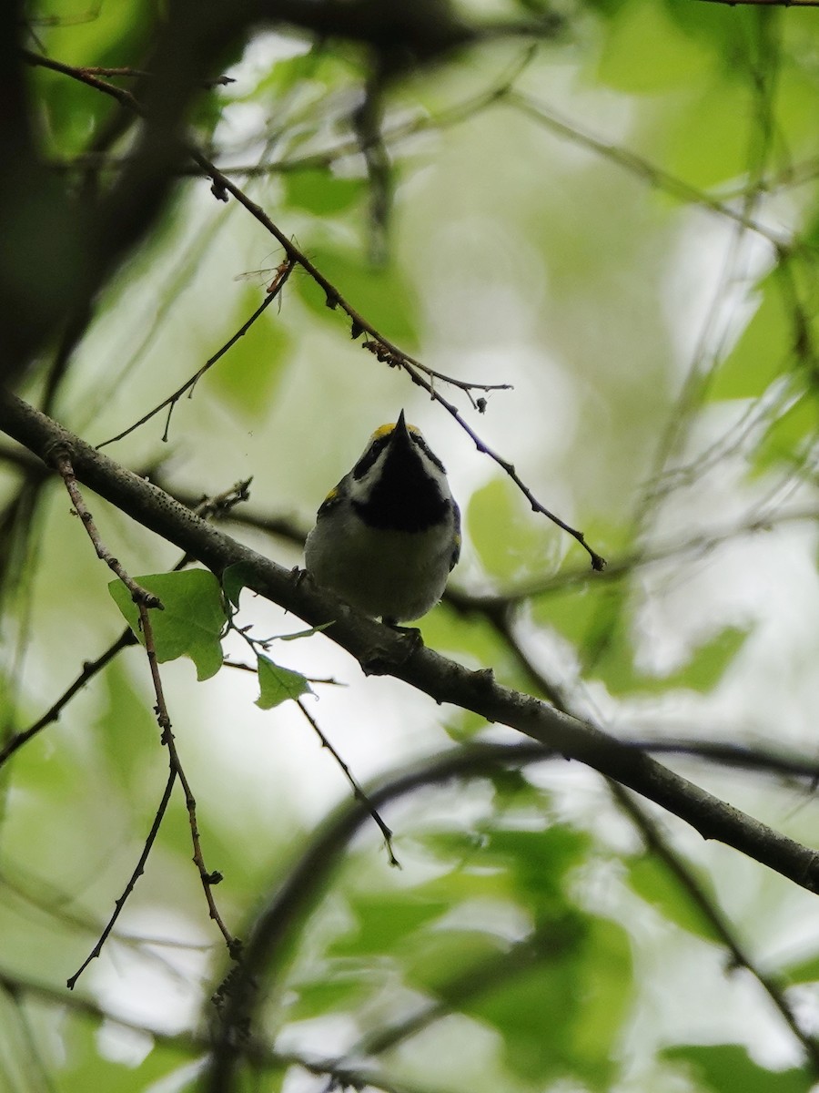 Golden-winged Warbler - ML638963479