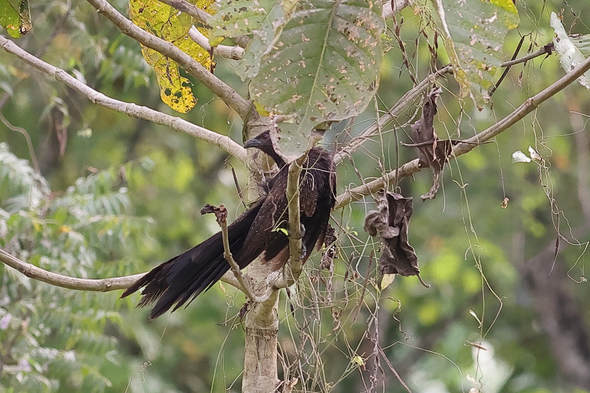 Pheasant Coucal - ML638963519