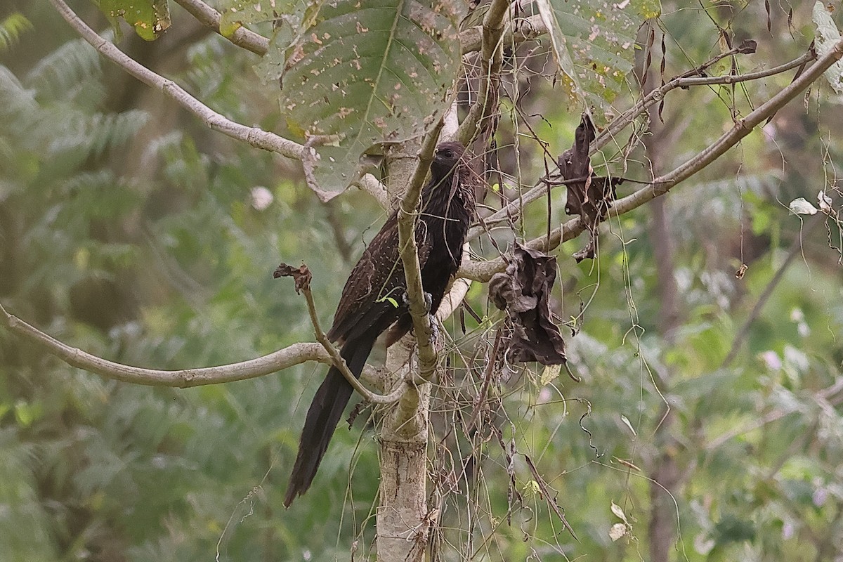 Pheasant Coucal - ML638963520