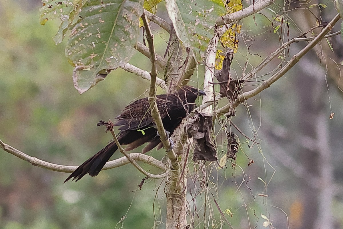 Pheasant Coucal - ML638963521