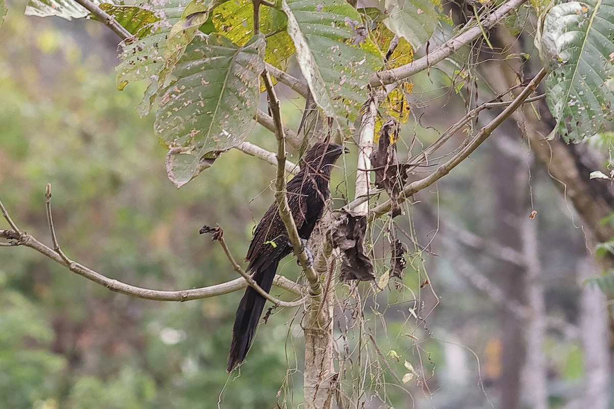 Pheasant Coucal - ML638963523