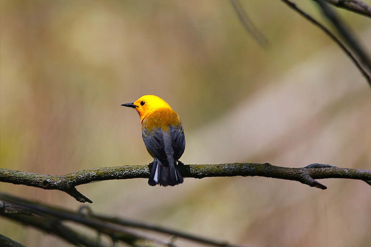 Prothonotary Warbler - ML638963549