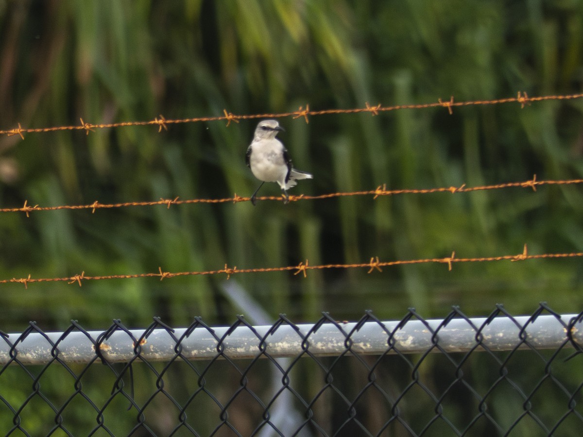 Tropical Mockingbird - ML638963572