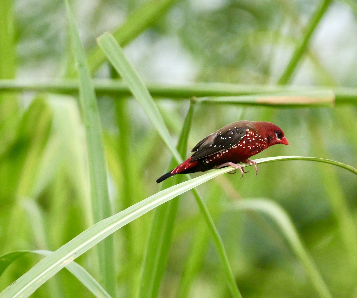 Bengali rouge (amandava/punicea) - ML638963596