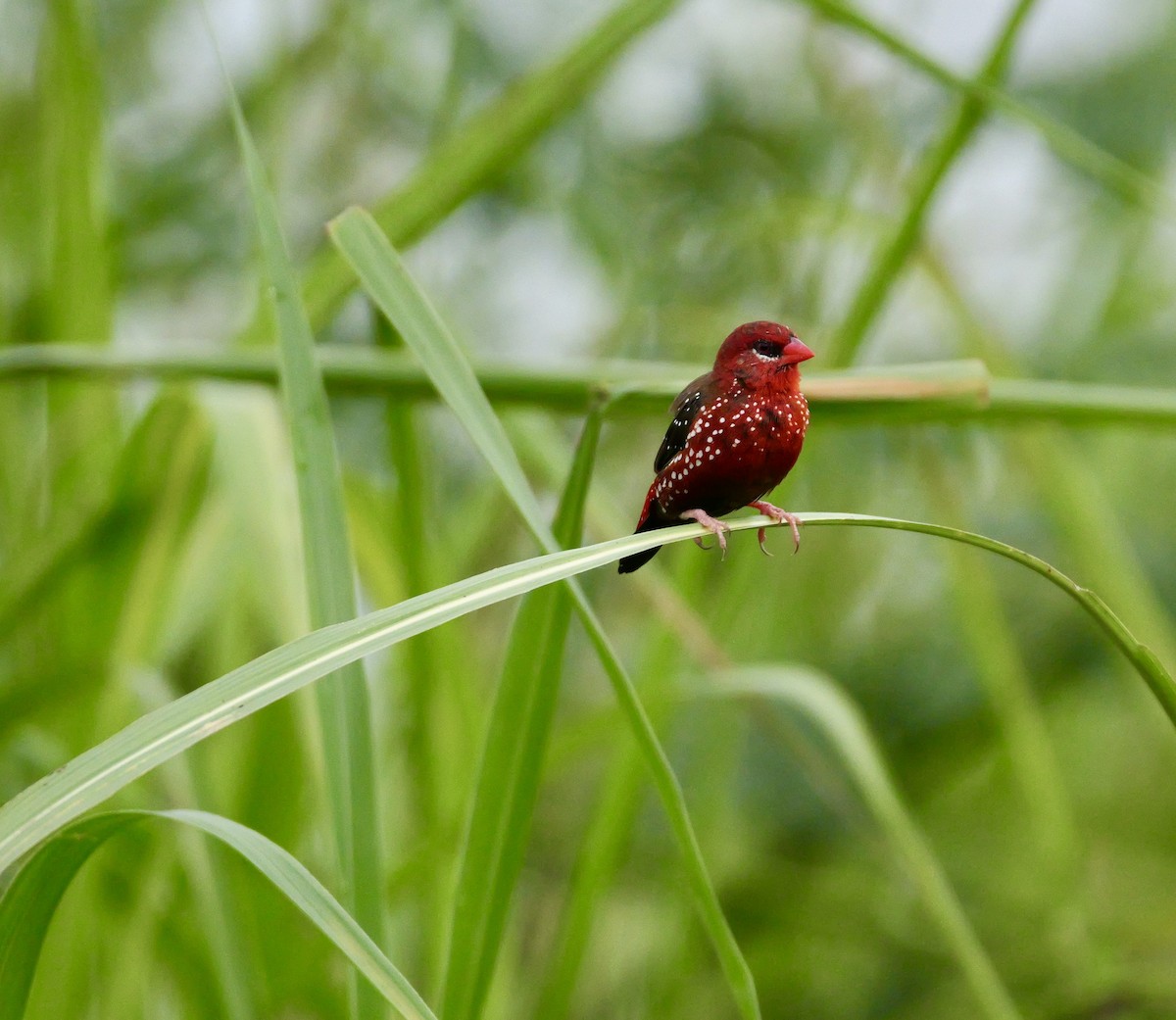 Bengali rouge (amandava/punicea) - ML638963597