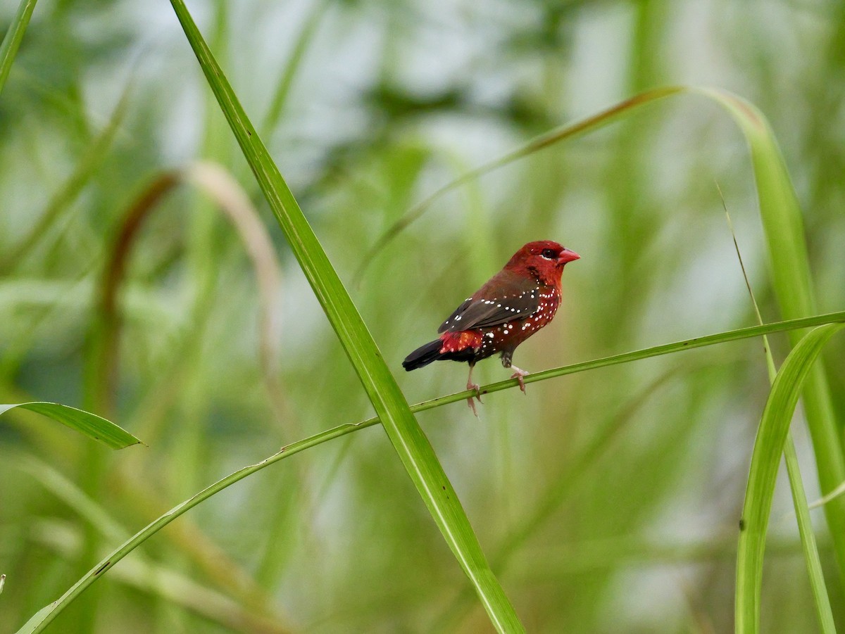 Bengali rouge (amandava/punicea) - ML638963600