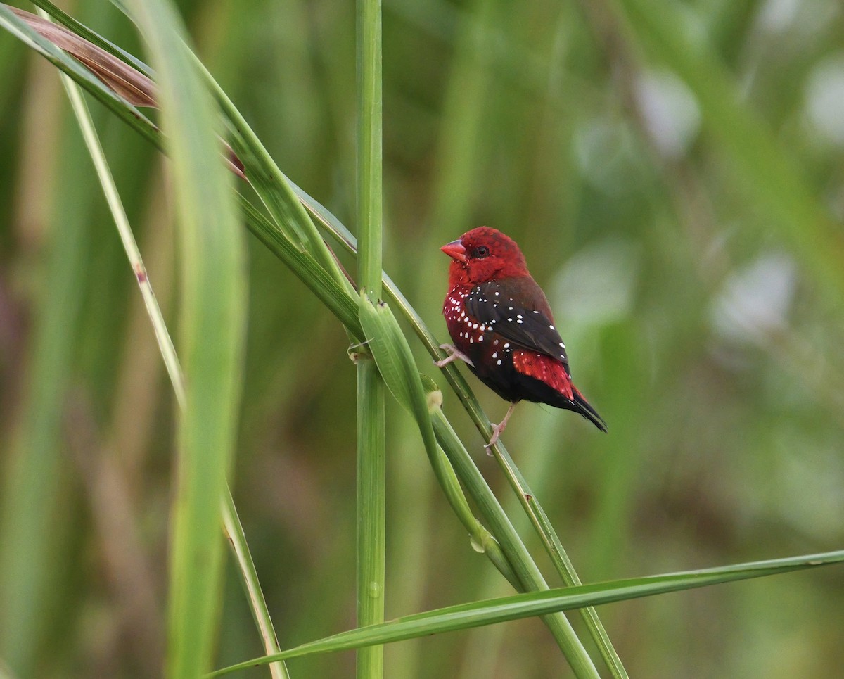 Bengali rouge (amandava/punicea) - ML638963601