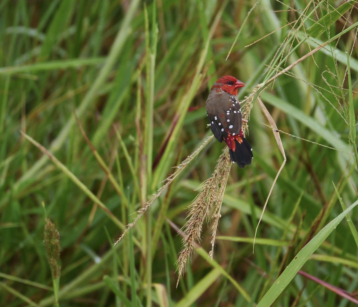 Bengali rouge (amandava/punicea) - ML638963602