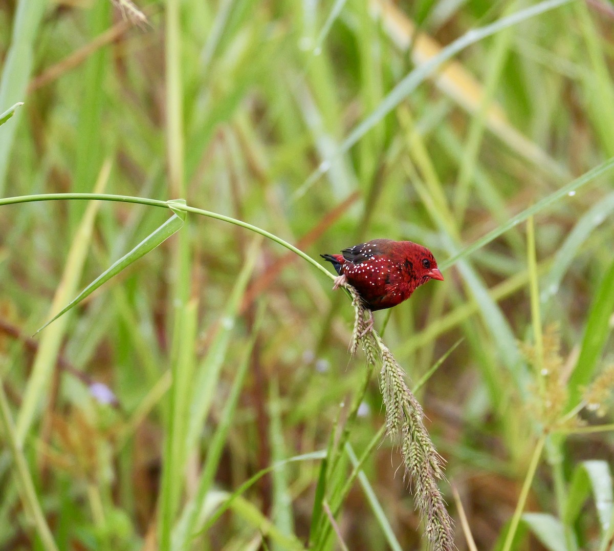 Bengali rouge (amandava/punicea) - ML638963604