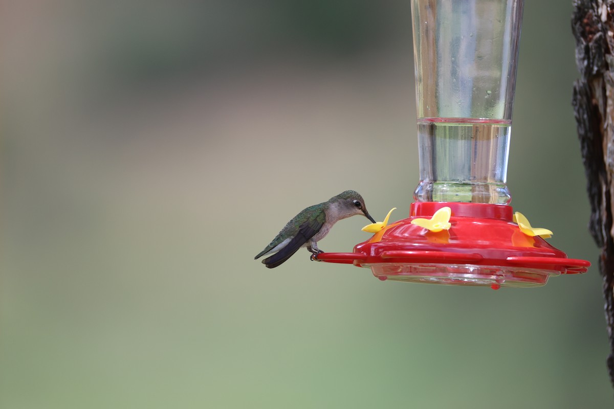 Black-chinned Hummingbird - ML638963633