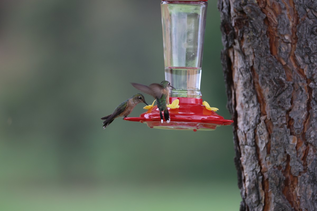 Broad-tailed Hummingbird - ML638963663